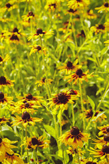 Blossoming colorful flowerbeds in summer city park