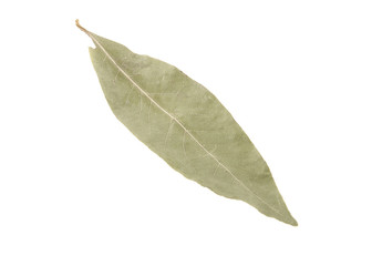 Bay leaf isolated on white background