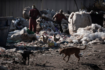 Dogs, chickens and men scavenge off the Randfontein Municipal Dump. The settlement is home to thousands of families who scavenge off the landfill site. Picture: DANIEL BORN