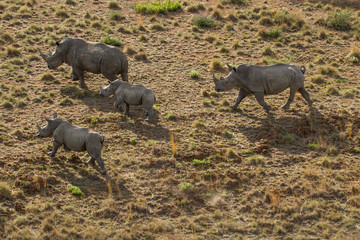 Rhinos seen from the air. Picture: DANIEL BORN
