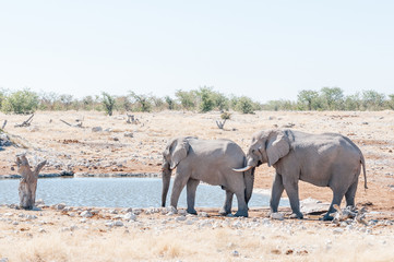 Fototapeta premium African elephant pushing with its trunk against another elephant