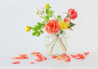 roses in glass vase on white background