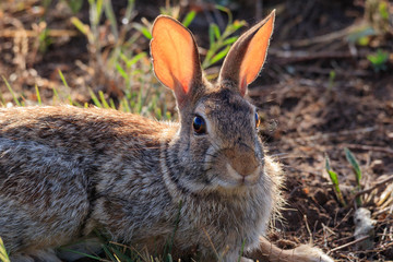 Rabbit