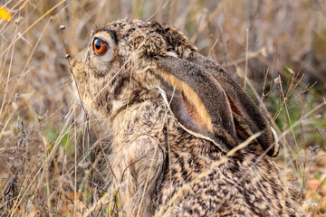 Jackrabbit