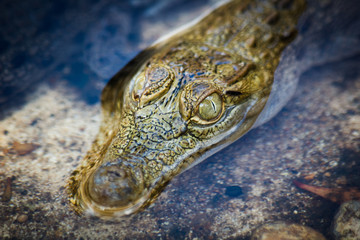Close up of Crocodile Eye.