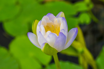 Lotus on the water at Park.