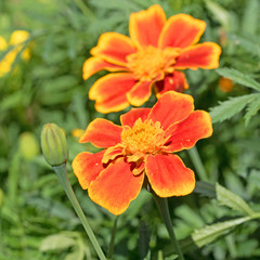 Tagetes, Studentenblumen