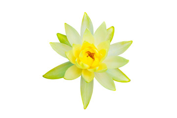 Isolated lotus on white background