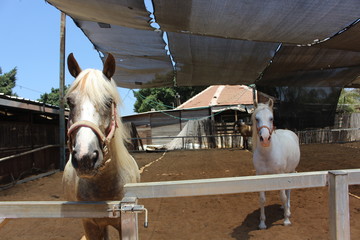 horses and stable