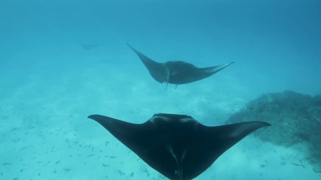 raies manta en polyn&eacute;sie tahiti 