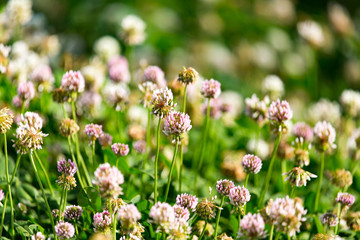 White flowers on a clover