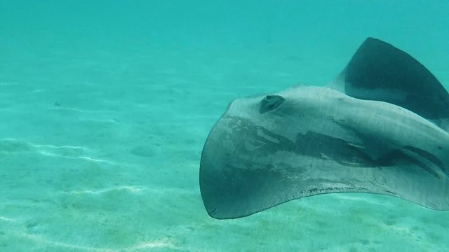 raies grises qui nage dans un lagon, tahiti polyn&eacute;sie