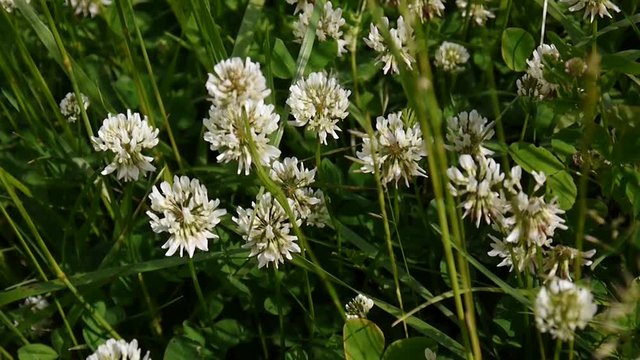 White clover flover in the field. HD video footage static camera.