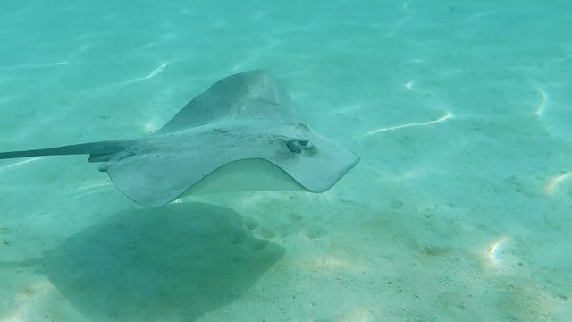 raies grises qui nage dans un lagon, tahiti polyn&eacute;sie