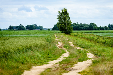 gravel road in summer countryside