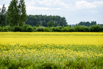 Yellow wheat field close up macro photograph