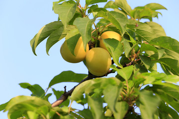 Many mature apricots