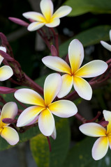 プルメリア