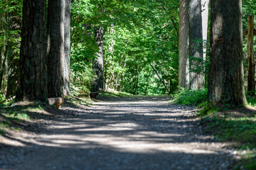 Obraz premium gravel road in birch tree forest