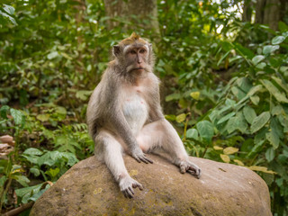 Naklejka na ściany i meble Monkey in Ubud Forest, Bali, Indonesia