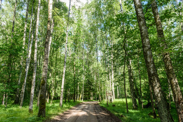Obraz premium gravel road in birch tree forest