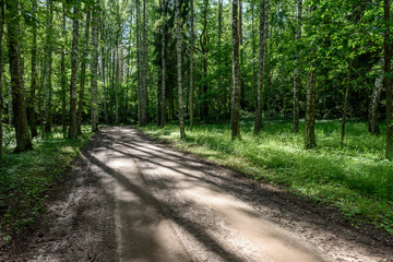 gravel road in birch tree forest
