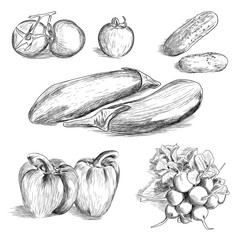 Hand drawn set of vegetables: tomatoes, cucumbers, eggplant, bell peppers, radishes on a white background Vector illustration.