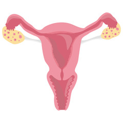 Female reproductive system, scheme of female organs, uterus in a section, medicine. Vector illustration, AI10