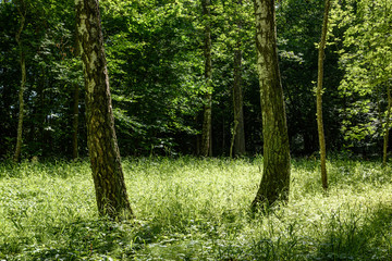 Obraz premium green forest with tree trunks in summer