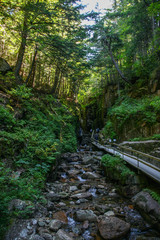 Fototapeta premium Walkway through a forest region in north east USA in fall with rocks and trees