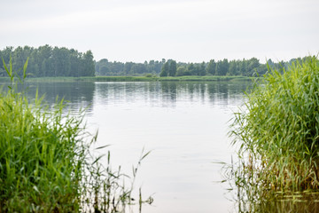 overcast day by the lake with water grass