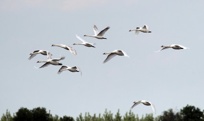 Group of Swans flying over the River Danube at Zemun in the Belgrade Serbia.
