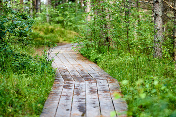 wooden footpath in the bog