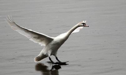 Mute swan (Cygnus olor) landing on the Danube river in Zemun, Belgrade, Serbia.