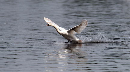 Fototapeta na wymiar Mute swan (Cygnus olor) landing on the Danube river in Zemun, Belgrade, Serbia.