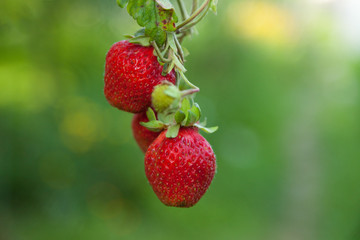 Strawberries on a blurred green background