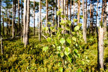 lush early spring foliage - vibrant green spring fresh leaves of pine tree