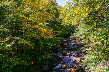 Stream flowing through a forest in fall