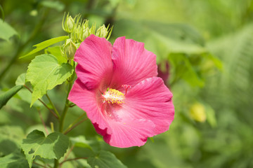 pink hibiscus flower.