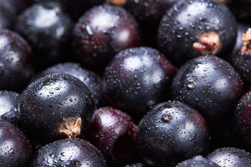 Black currant with water drops.top view.Fresh berries.Harvest of berries.Texture.Closeup