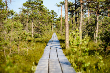 Obraz premium wooden footpath in the bog