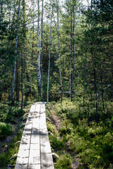 wooden footpath in the bog