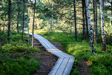 wooden footpath in the bog