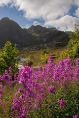 Superbe paysage des &icirc;les Lofoten, Norv&egrave;ge