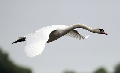 Mute swan (Cygnus olor) flying over the River Danube at Zemun in the Belgrade Serbia.