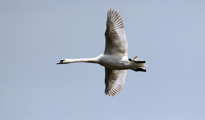 Mute swan (Cygnus olor) flying over the River Danube at Zemun in the Belgrade Serbia.