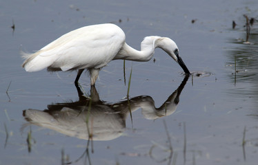 The little egret (Egretta garzetta) single bird hunting for fish in water near Danube river in...