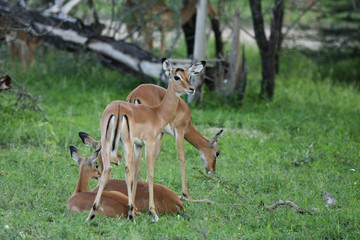 Wild Antelope mammal in African Botswana savannah