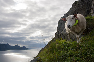 Mouton errant sur les îles Lofoten, Norvège © Arnaud