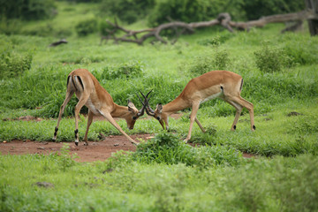 Wild Antelope mammal in African Botswana savannah